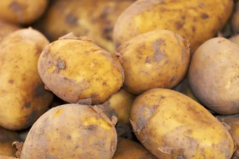 potatis
