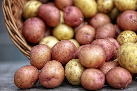 rosa potatis